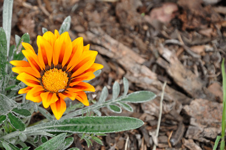 An African daisy in a gardenの写真素材