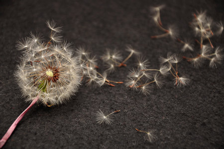 A broken dandelion isolated against a black backgroundの写真素材