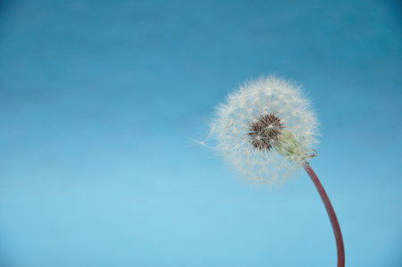 A dandelion isolated against a blue backgroundの写真素材