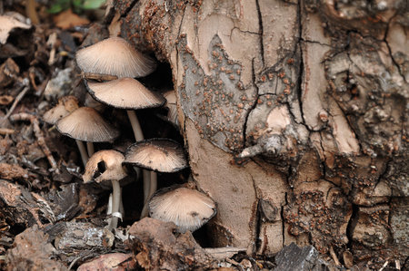 Mushrooms growing in a gardenの写真素材