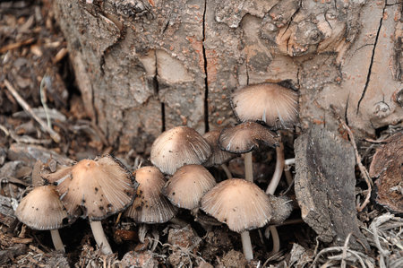 Mushrooms growing in a gardenの写真素材