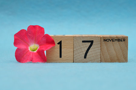 17 November on wooden blocks with a Petunia on a blue backgroundの写真素材