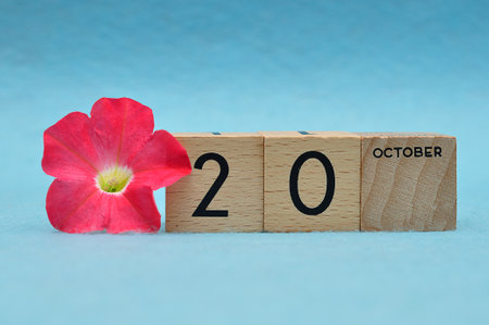 20 October on wooden blocks with a Petunia on a blue backgroundの写真素材