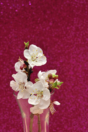 Apricot blossoms isolated against a pink glittery backgroundの写真素材