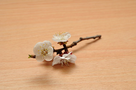 Apricot blossoms isolated against a wooden backgroundの写真素材