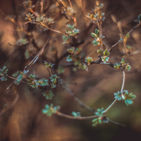 twig with young leavesの写真素材