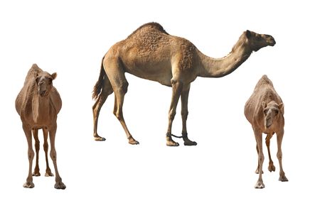 Three camels on the white backgroundの写真素材