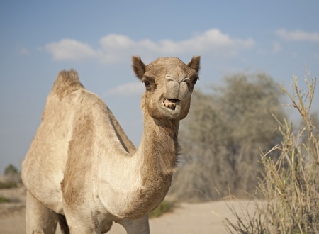 Camel in the desertの写真素材