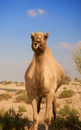 Camel in the desertの写真素材