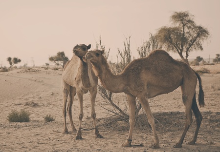 Camel eating pancakeの写真素材