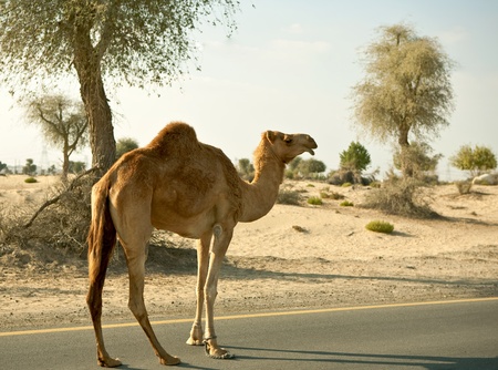 Camel on the roadの写真素材