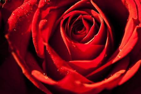 Dark red rose 