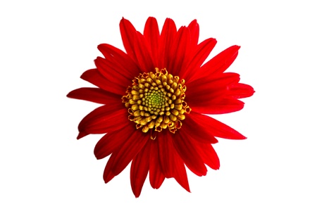 Spring daisie on the white backgroundの写真素材