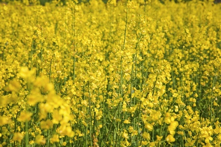 Rapeseed field in summerの写真素材