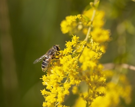 Bee on the yellow flower collects nectarの写真素材