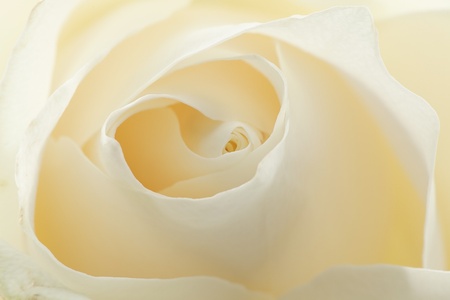 Beautiful  white rose backgroundの写真素材