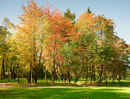 Autumn in the park