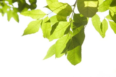 Green foliage with water drops