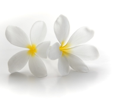 Plumeria on the white backgroundの写真素材