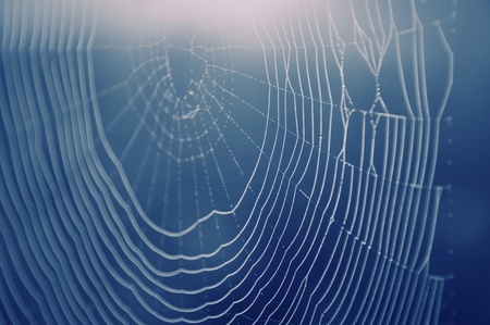 Spider web with water drops. Soft focuse. Blue background 