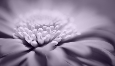 Beautiful floral background. Soft focusの写真素材