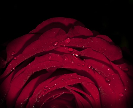 Dark red rose with water drops on the black backgroundの写真素材