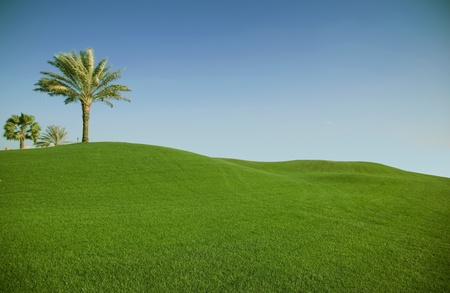 Green field with palm tree. Golf clubの写真素材