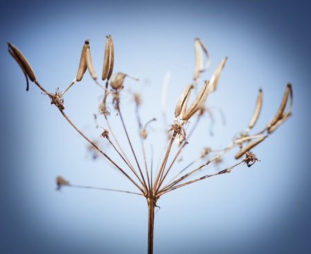 Dry flower on the blue background, shallow focus 