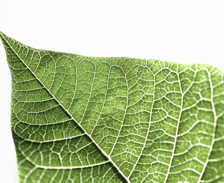 Green leaf texture