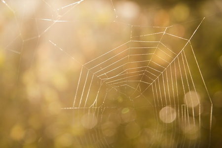 Spider web on the beautiful morning background. Soft focuse. の写真素材