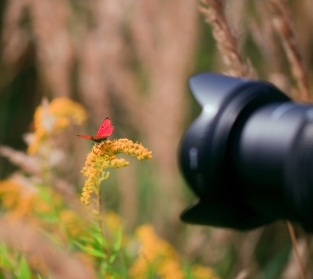Photographer make outside macro photo with butterflyの写真素材