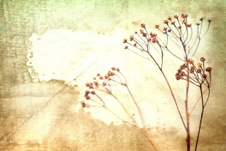 Dry flower on old book background. Vintage styleの写真素材