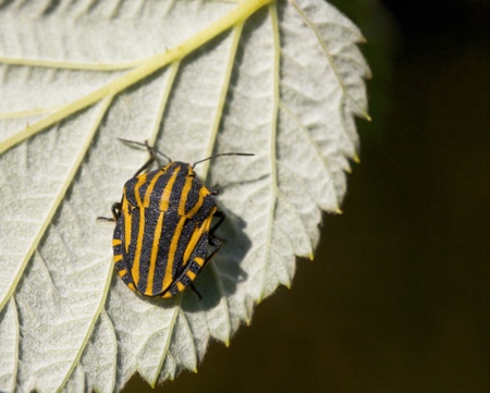 Beetle with yellow and black stripes on the leafの写真素材