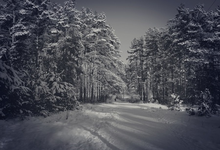 Winter scene in black and white