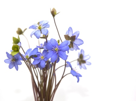 Bunch  of spring flowers  Snowdrop on the white backgroundの写真素材