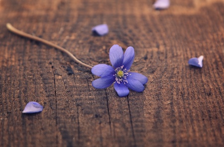 Spring flower  Snowdrop on the wooden backgroundの写真素材