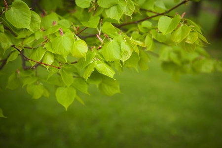 Green  leaves in spring day
