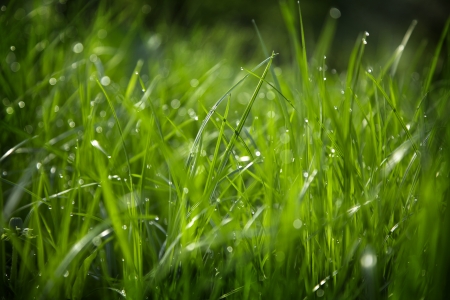 Green grass with dewの写真素材