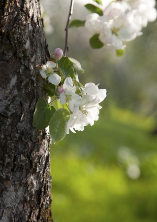 Apple tree blossom  Spring sunny morningの写真素材