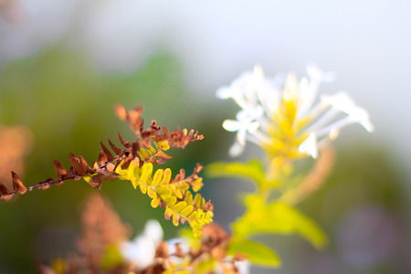 Leaves Flowerの写真素材