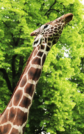 Giraffe eating green leaves on the tree in Kiev zoo, Ukraineの写真素材