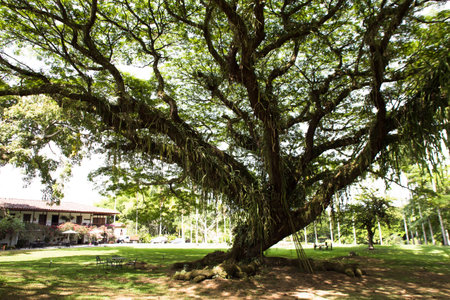 A rain tree in the colombian coffee areaの写真素材