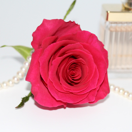 In the photo one red roses, perfume, and pearls. Photo on a white background.の写真素材