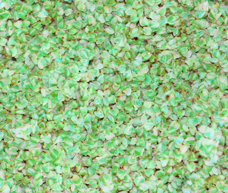 The texture of buckwheat. Background of cooked buckwheat porridge. Abstraction.
