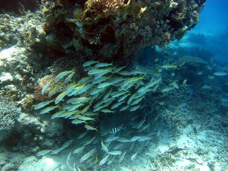 The beauty of the red sea - beautiful bright fish, coral, turquoise water. Underwater world. Reef.