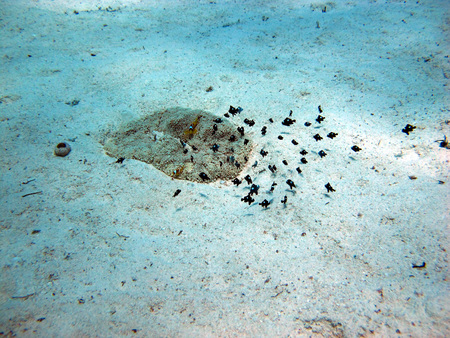 The beauty of the red sea - beautiful bright fish, coral, turquoise water. Underwater world. Reef.の写真素材