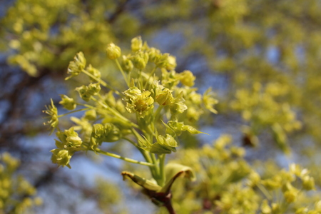Maple blossom. Beautiful maple tree blossoms in spring in natural habitat. Spring.の写真素材