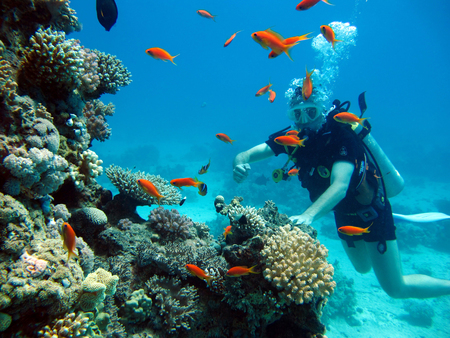 One diver in the Red Sea. Many beautiful fishes. Diving. Scuba diver.