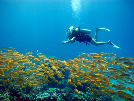 One diver in the Red Sea. Many beautiful fishes. Diving. Scuba diver.の写真素材