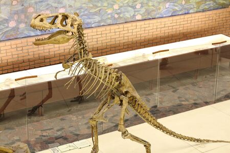 Moscow, RF, 05.12.2019: Paleontological Museum. Skulls and skeletons of dinosaurs Big dinosaur head with sharp teeth Paleontologyのeditorial素材